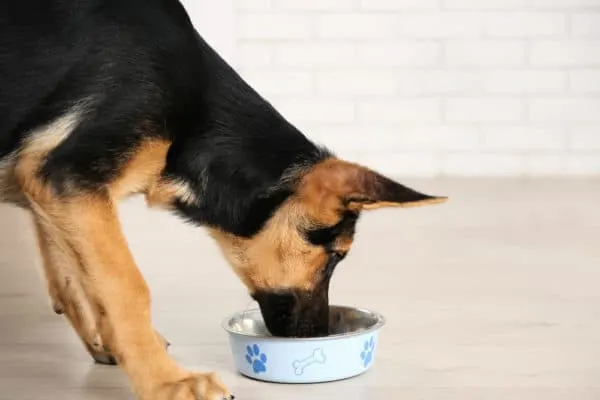 german-shepherd-food