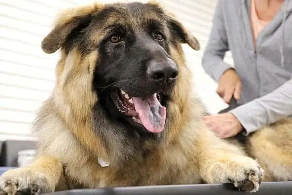 german-shepherd-shedding