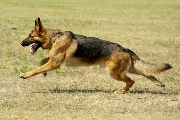 how-to-train-a-german-shepherd-to-attack