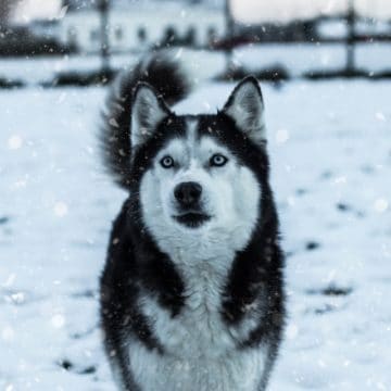 husky