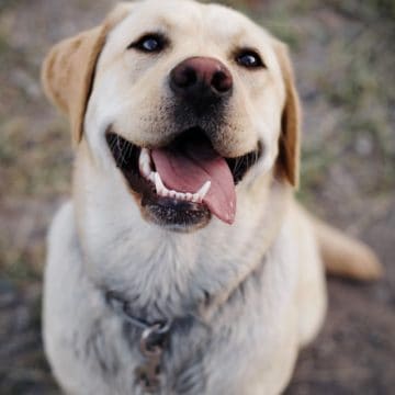 labrador-retriever