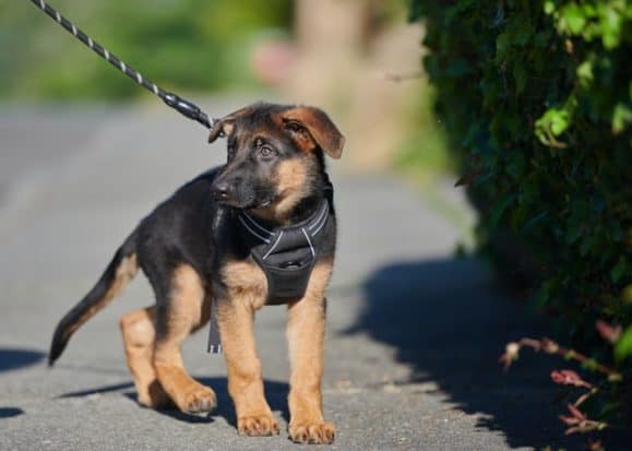 leash-training-german-shepherd-puppy