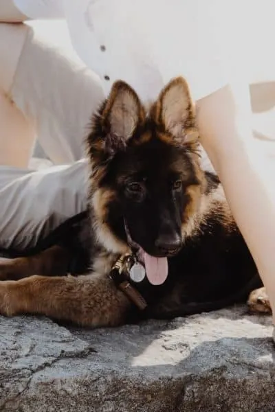 german-shepherd-puppy-sitting-with-owner