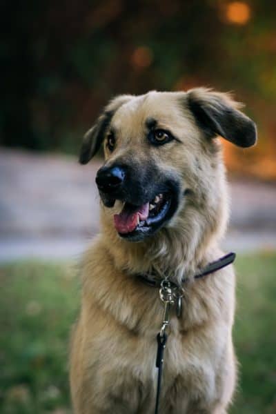 german-shepherd-puppy-on-a-leash