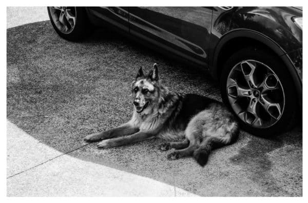 long-haired-vs-short-haired-german-shepherds