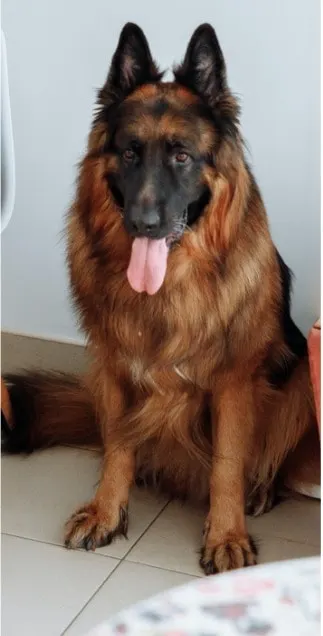 are german shepherds long haired