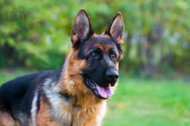 are dutch shepherd dogs friendly or dangerous to strangers