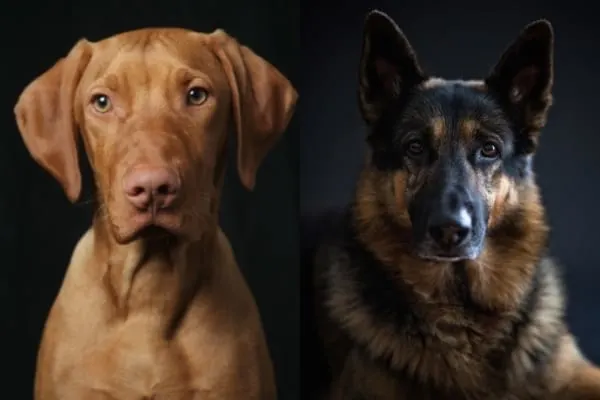 The Vizsla German Shepherd Mix: Steady and Ready to Work 3 vizsla-german-shepherd-mix
