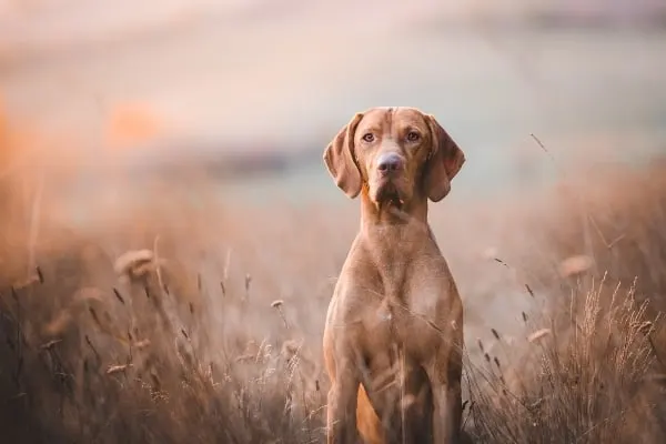 The Vizsla German Shepherd Mix: Steady and Ready to Work 2 the-vizsla-dog
