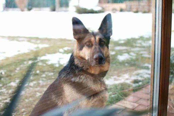 what-to-do-with-german-shepherd-while-at-work