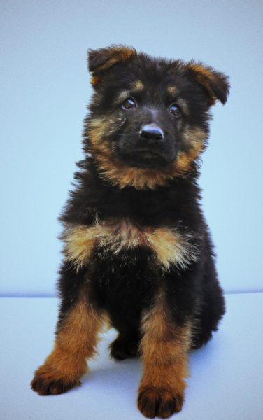 when-do-german-shepherd-puppies-open-their-eyes