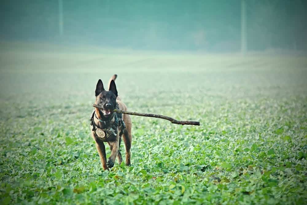 why-are-belgian-malinois-used-as-police-dogs