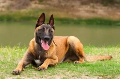 belgian-malinois-in-field