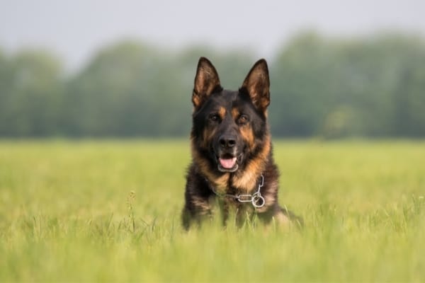 german-shepherds-dog-eats-poop