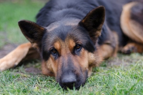 why-do-german-shepherds-eat-their-own-poop