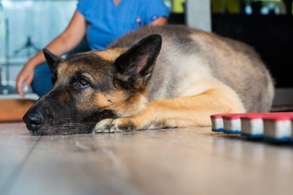 why-does-my-german-shepherd-have-diarrhea