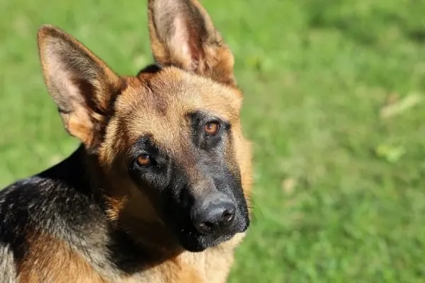 my-german-shepherd-staring-at-me