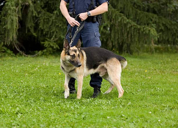 why-does-my-german-shepherd-walk-in-front-of-me