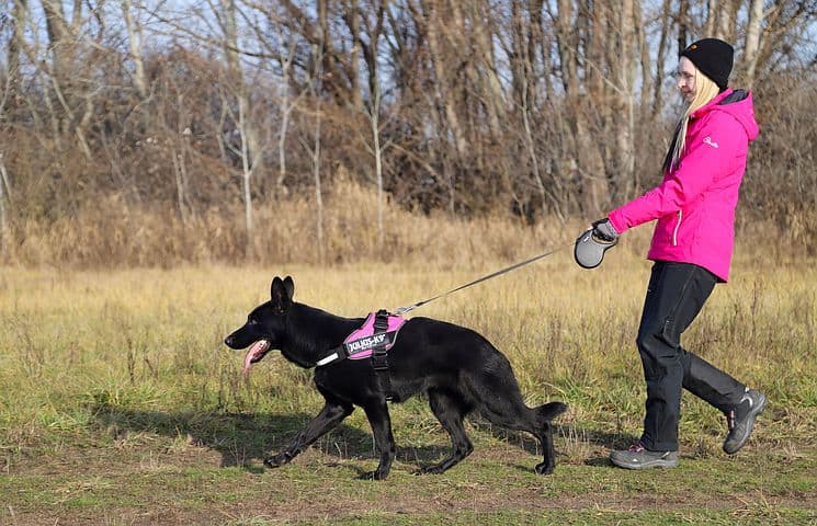 why-does-my-german-shepherd-walk-in-front-of-me