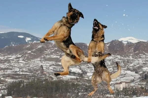 german-shepherd-playing-with-snow