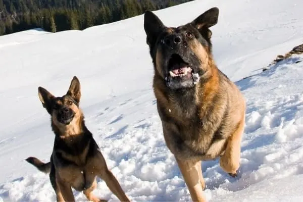 german-shepherds-looking-up