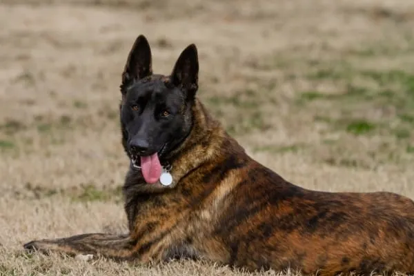 are dutch shepherd dogs friendly or dangerous to strangers