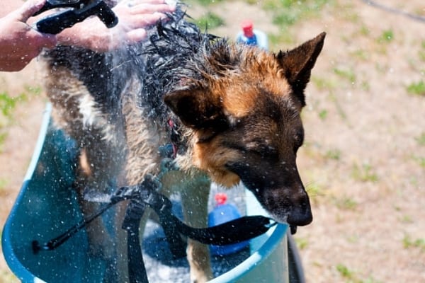 bathing-german-shepherd