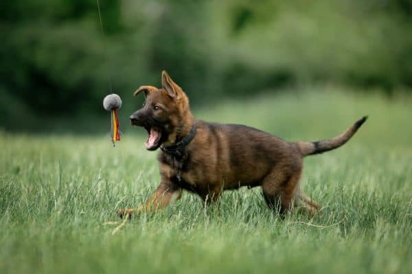 6-week-old-german-shepherd-playing-with-ball