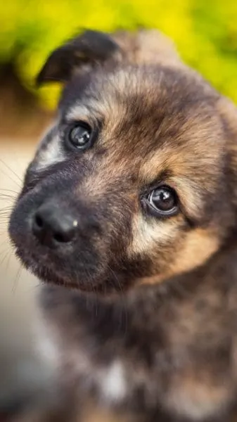 cute-german-shepherd-puppy-looking-at-camera