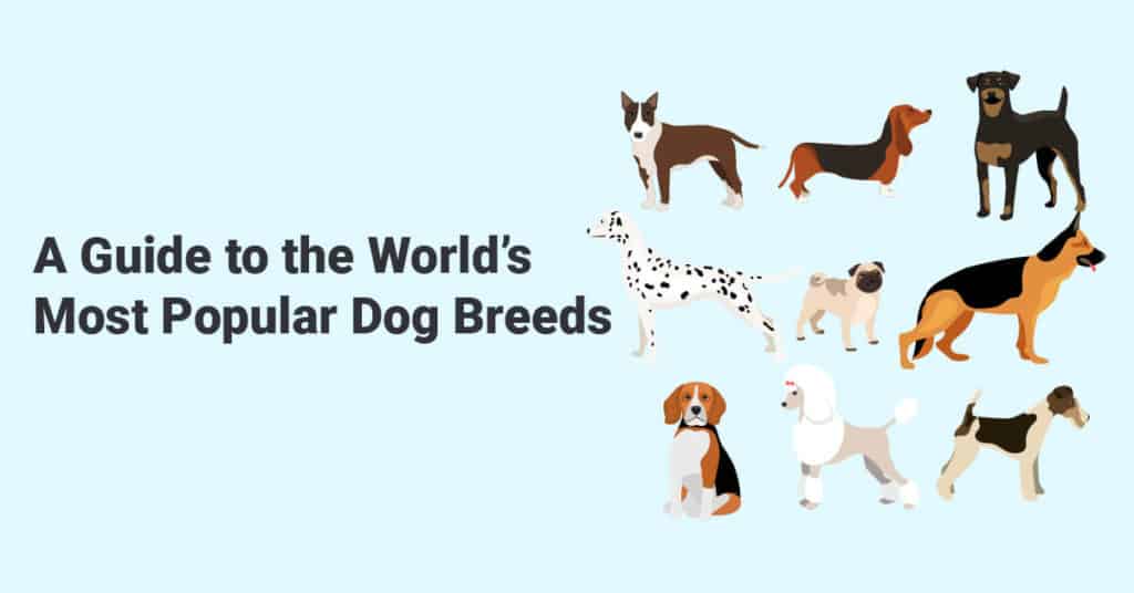 A Guide to the World’s Most Popular Dog Breeds