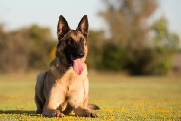 Are-Belgian-Malinois-Good-With-Children