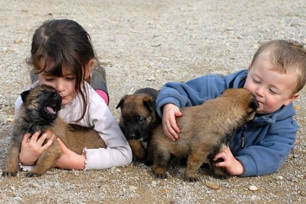 Are-Belgian-Malinois-Good-With-Children