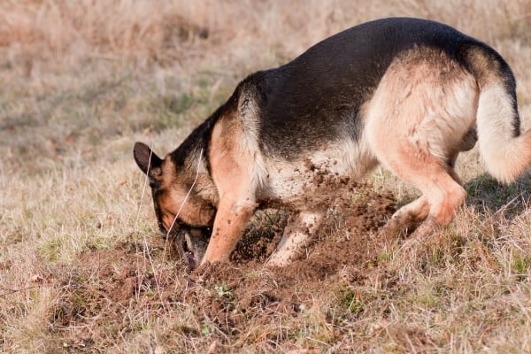 Are-German-Shepherds-Diggers