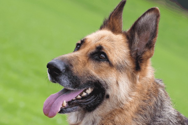 Are-German-Shepherds-Diggers