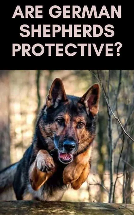 German Shepherds Protective