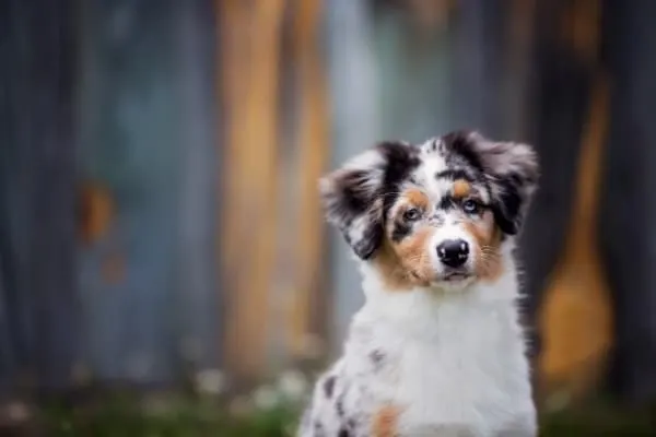 Aussie-shepherd-looking-at-you