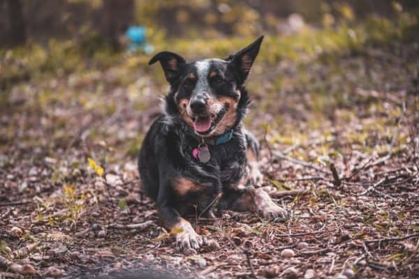 Australian-Shepherd-Blue-Heeler-Mix