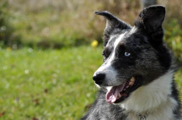 Australian-Shepherd-Blue-Heeler-Mix