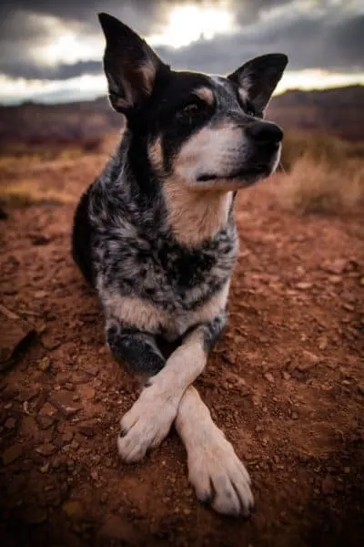 Australian-Shepherd-Blue-Heeler-Mix