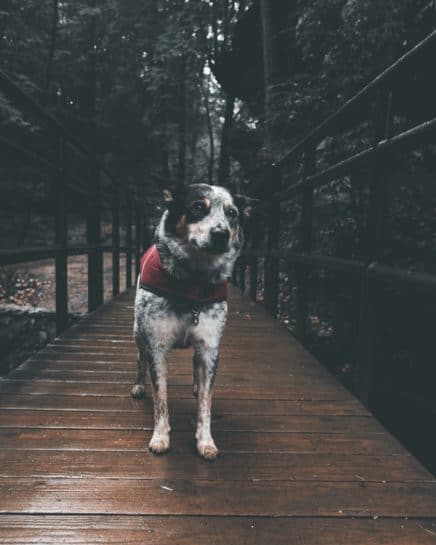 Australian-Shepherd-Blue-Heeler-Mix