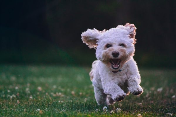 maltese-dog-running-on-grass