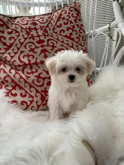 maltese-dog-on-chair