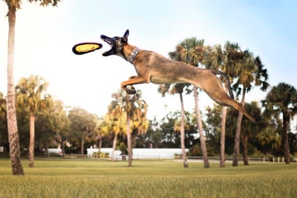 Belgian-Malinois-Playing-Frisbee