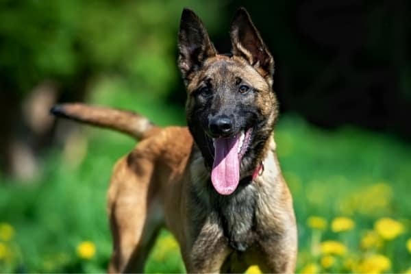 Belgian-Malinois