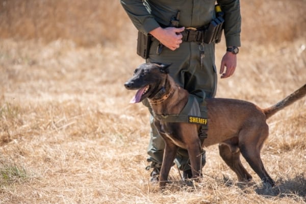 Belgian-Malinois-In-a-Training-Field