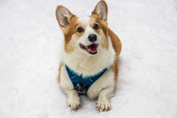 Corgi-Mix