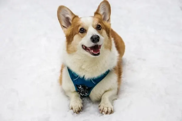 Corgi-Mix