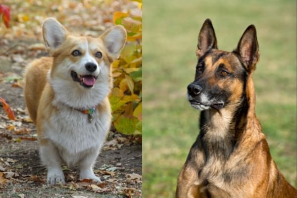 Belgian-Malinois-Corgi-Mix