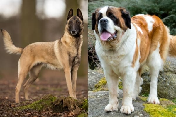 Belgian Malinois St Bernard Mix: A Protection Dog With Heart and Courage