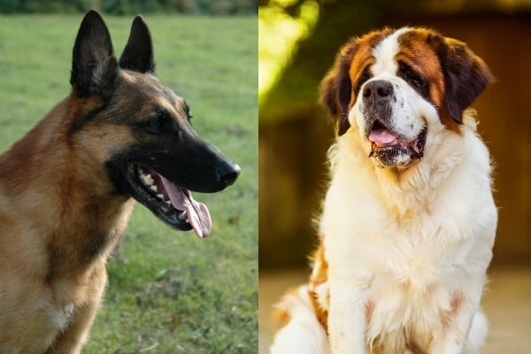 Belgian-Malinois-St-Bernard-Mix